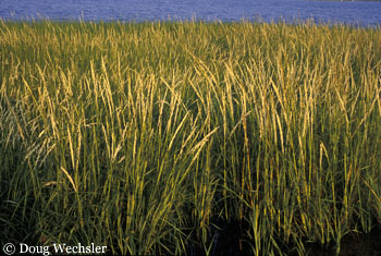 Saltmarsh cord grass 2810-19.jpg  Spartina alterniflora